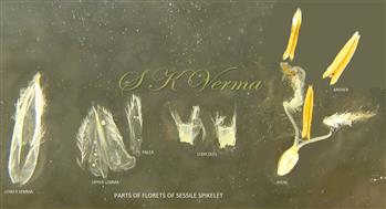  Sessile fertile spikelet-parts of florets